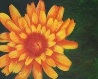 Flor
